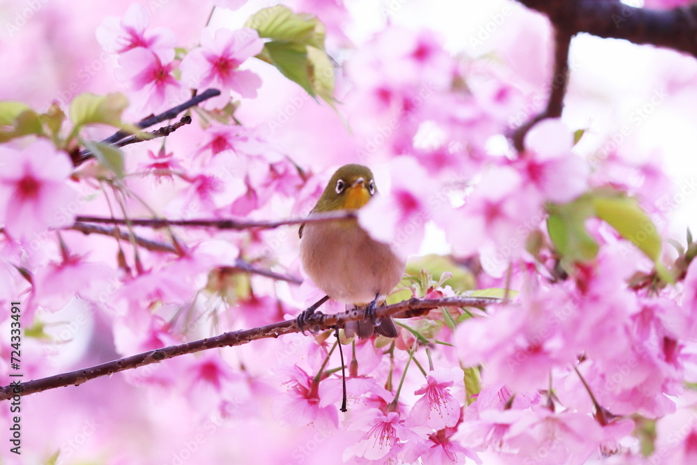 Fototapeta premium 桜に囲まれた可愛いメジロ
