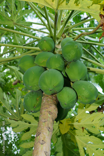 Low Angle a bunch papaya fruit on the tree