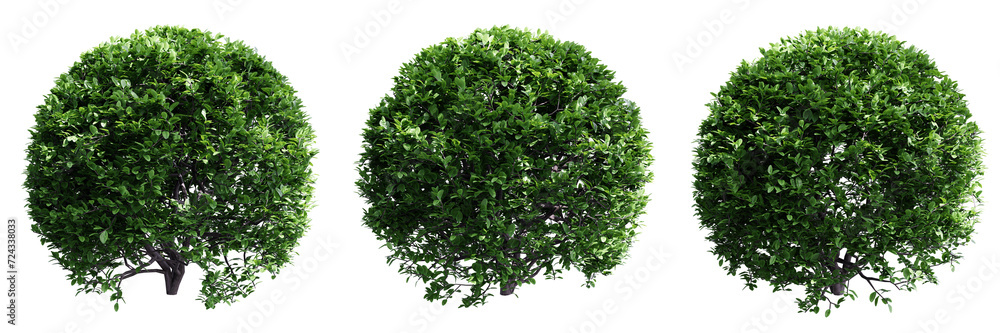 Buxus sempervirens round bush isolate transparent background.3d rendering PNG Buxus sempervirens round bush isolate transparent background.3d rendering PNG