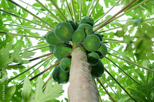 Low Angle a bunch papaya fruit on the tree