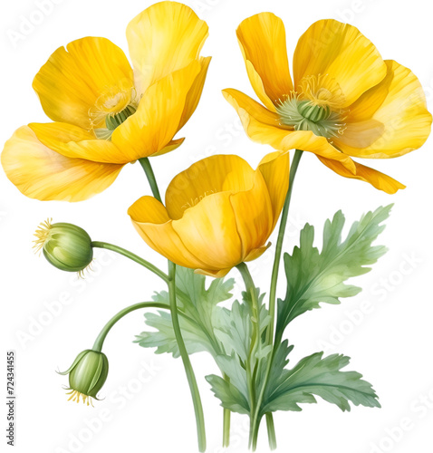Wallpaper Mural Welsh poppy flowers. Watercolor painting of Welsh poppy flowers. Torontodigital.ca