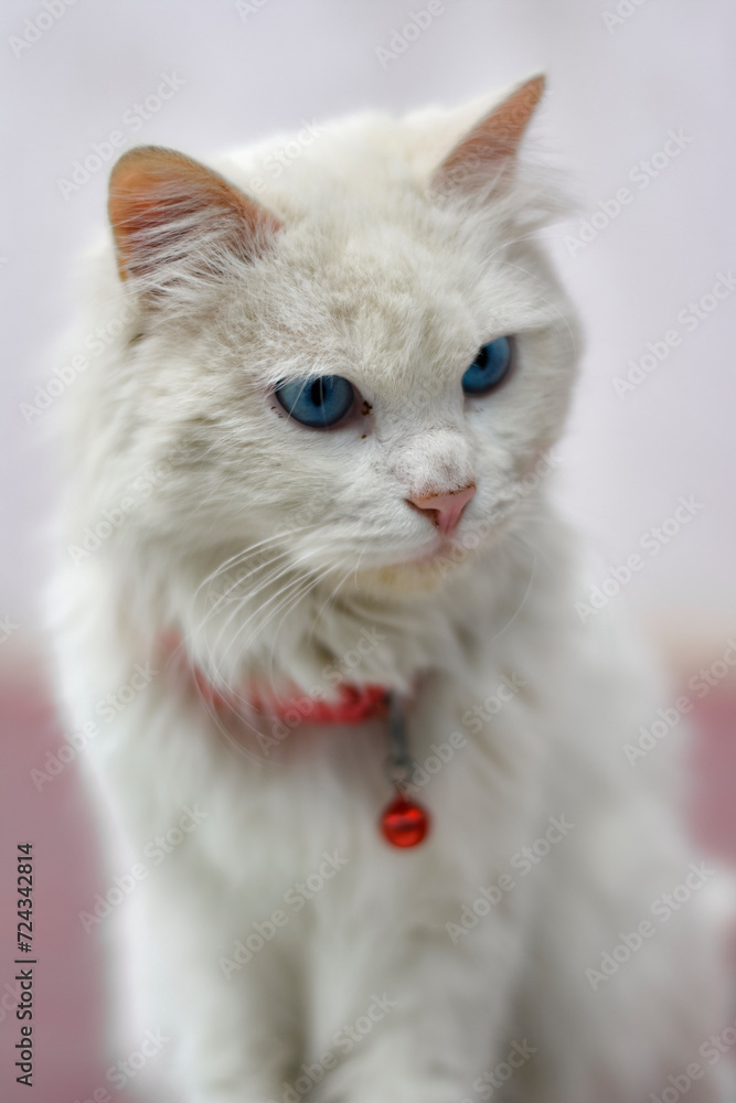 White cat with blue eyes with a red bell.