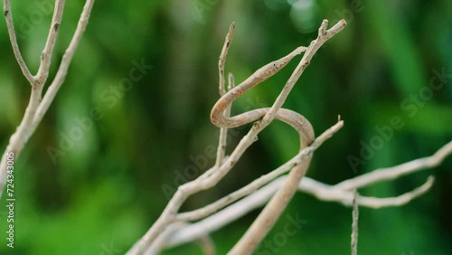 Malagasy or Madagascar leaf nosed snake (Langaha madagascariensis) crawling on branches of a plant in Madagascar island photo