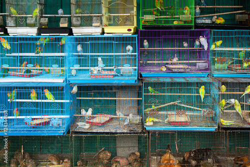 bird cage at animal market