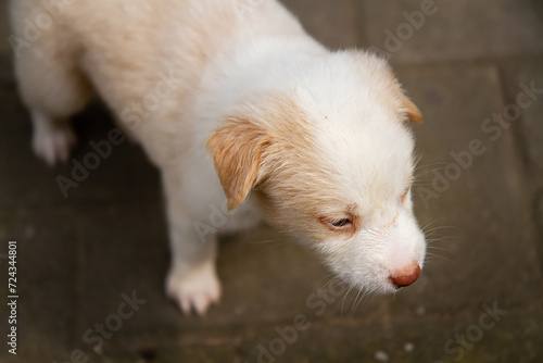 white puppy playing outside