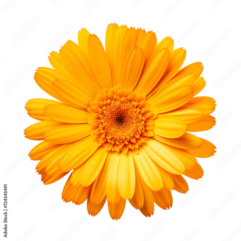 Calendula flower isolated on transparent background Calendula flower isolated on transparent background
