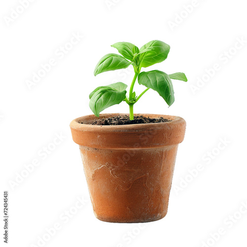 cute pot with little plant, isolated PNG object