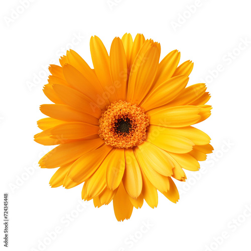 Calendula flower isolated on transparent background