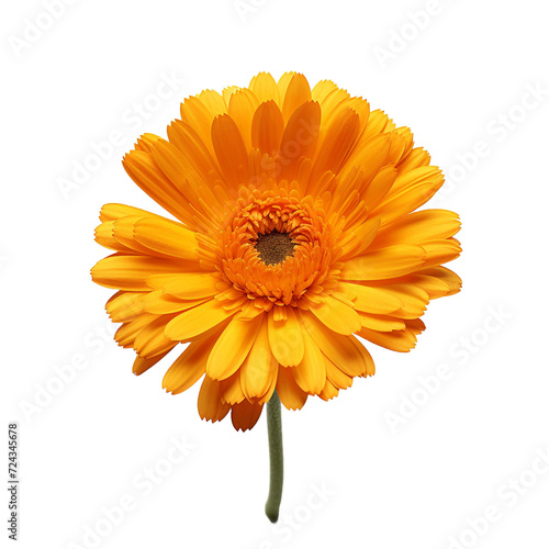 Calendula flower isolated on transparent background