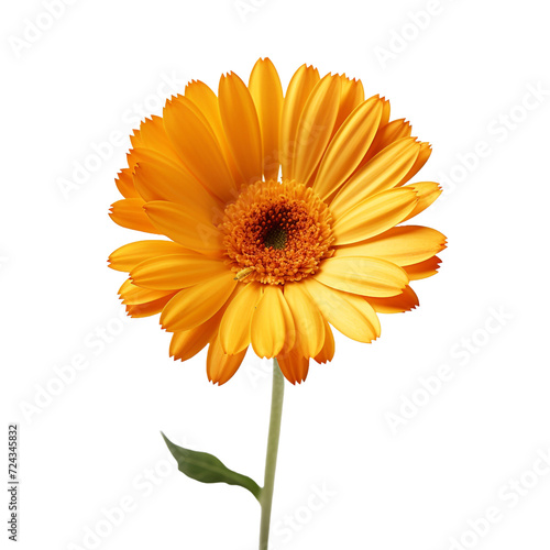 Calendula flower isolated on transparent background