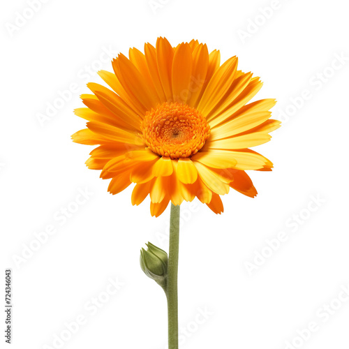 Calendula flower isolated on transparent background