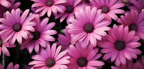 This close-up photograph captures the vibrant beauty and intricate details of a bunch of pink flowers.