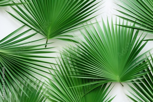A photo featuring green palm leaves beautifully arranged on a white background.