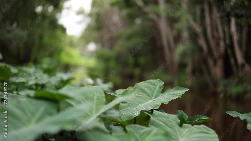 Journey Through a Lush Forest Path Journey Through a Lush Forest Path