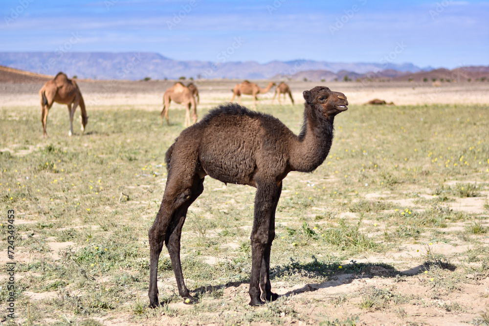 Baby camel with mountains in the background in the Saudi Arabian desert. Baby camel with mountains in the background in the Saudi Arabian desert.