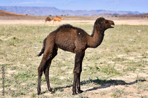Baby camel with mountains in the background in the Saudi Arabian desert. © LeonardoMartin