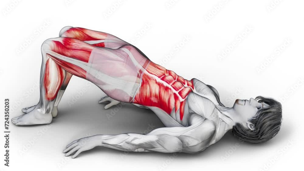 Vidéo Stock Tip Toe Glute Bridge Abduction3D (864) Anatomy of fitness
