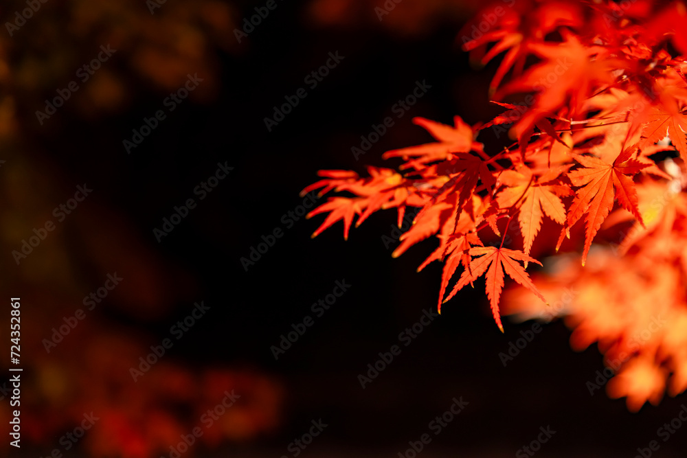 An illuminated red leaves at the traditional garden at night in autumn close up An illuminated red leaves at the traditional garden at night in autumn close up