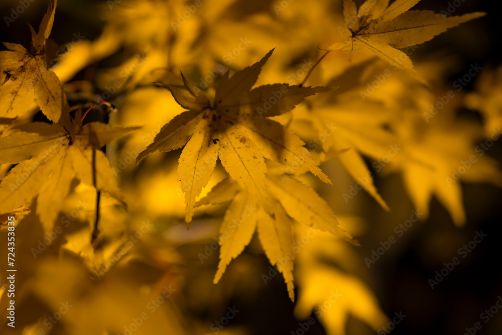 An illuminated yellow leaves at the traditional garden at night in autumn close up An illuminated yellow leaves at the traditional garden at night in autumn close up