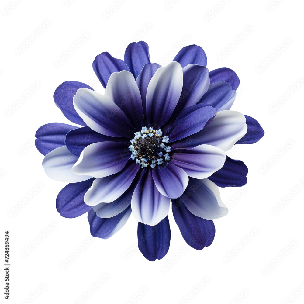 Cineraria flower isolated on transparent background Cineraria flower isolated on transparent background