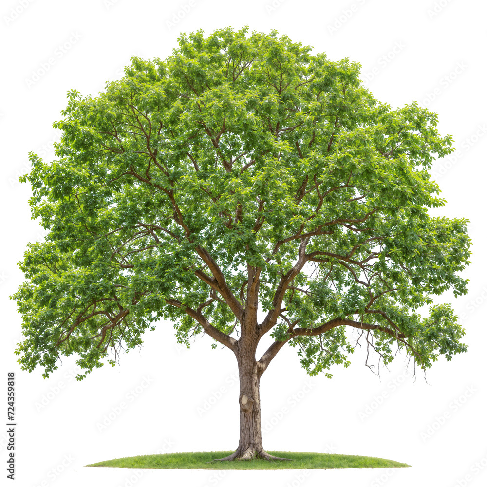 Walnut Tree PNG tree forest transparent background Walnut Tree PNG tree forest transparent background