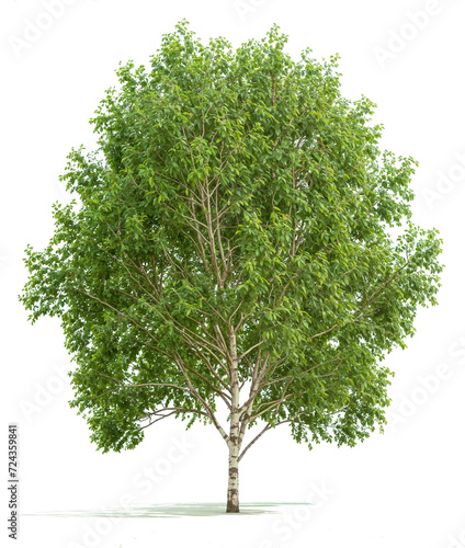 Poplar Tree PNG transparent file  photo