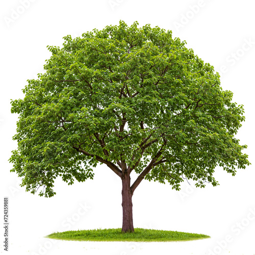 high quality PNG tree transparent file for drag and drop photo