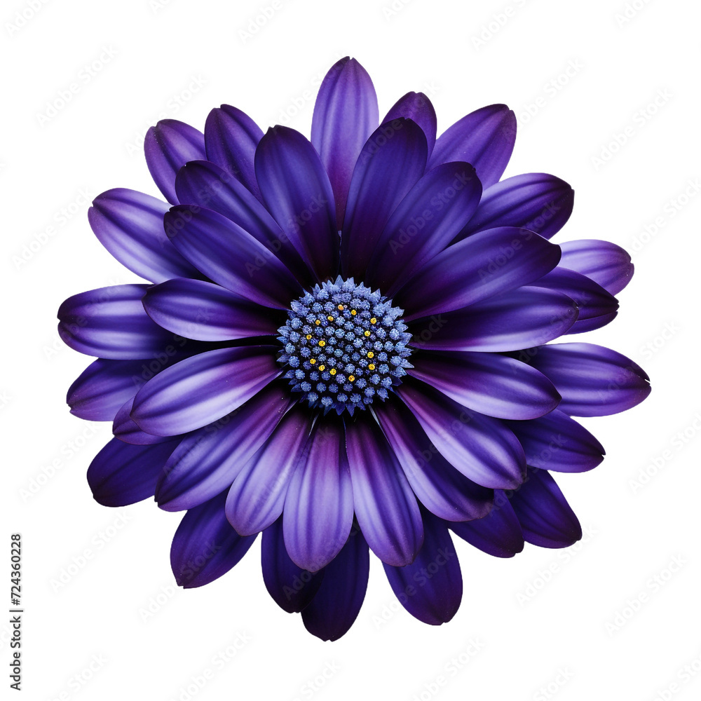 Fototapeta premium Cineraria flower isolated on transparent background