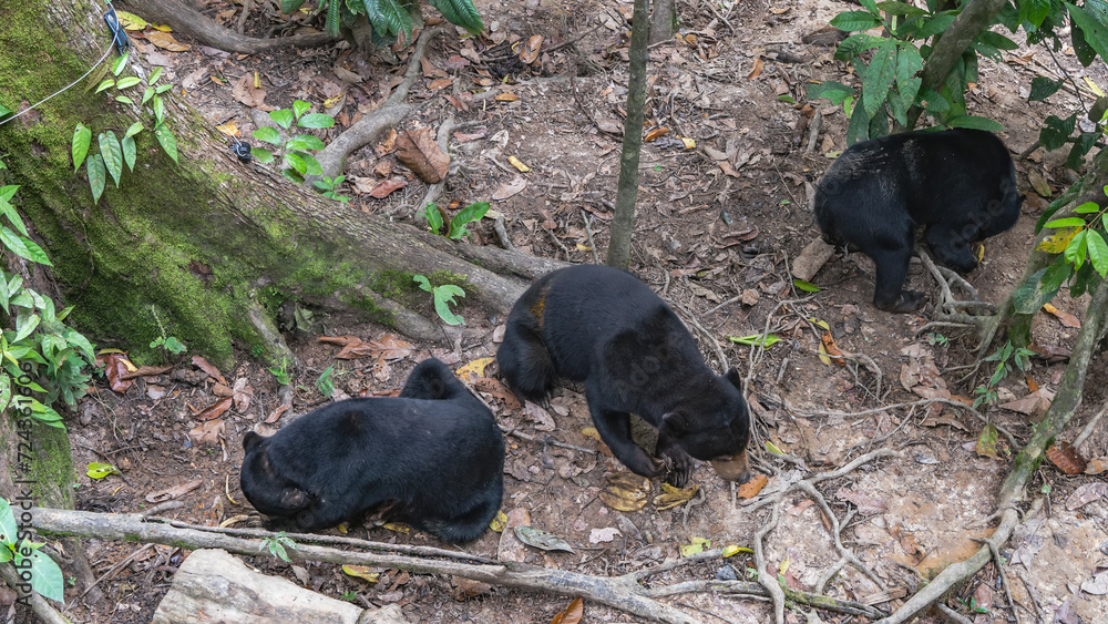 The helarctos malayanus biruangs are feeding in the Bornean Sun Bear Conservation Centre. View from above. Fallen leaves on the ground. Mossy trees nearby. Malaysia. Borneo. Sandakan. The helarctos malayanus biruangs are feeding in the Bornean Sun Bear Conservation Centre. View from above. Fallen leaves on the ground. Mossy trees nearby. Malaysia. Borneo. Sandakan.