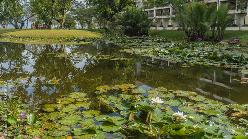 White and purple water lilies bloom in a calm decorative pond. Green leaves on the water. Tropical vegetation, green grass on the shore. Reflection. Malaysia. Borneo. Kota Kinabalu