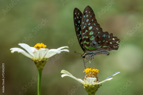 Tailed jay butterfly Graphium agamemnon feeding on sulphur cosmos flower nectar in flower garden, natural bokeh background photo