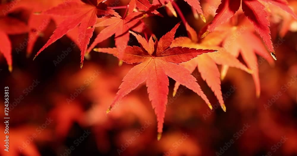 An illuminated red leaves at the traditional garden at night in autumn close up An illuminated red leaves at the traditional garden at night in autumn close up