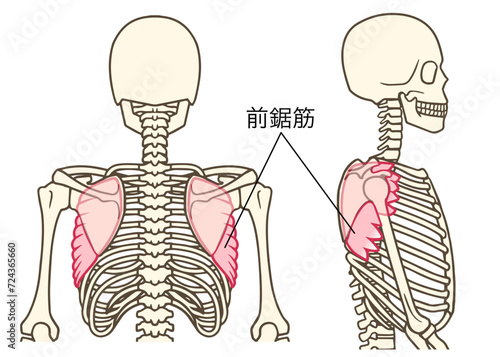 前鋸筋の説明図、後面、側面