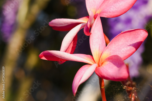 Pink frangipani flowers on natural background
