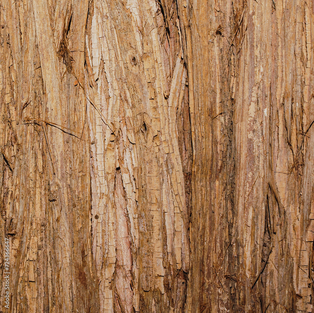 light brown tree bark with rough texture, making it suitable for creating a seamless background. pattern of vintage wood texture background.