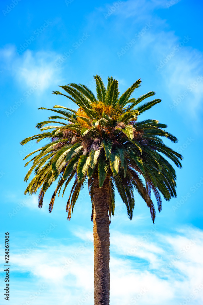 palm tree on blue sky background