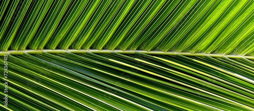 texture background  detail of dark palm leaf