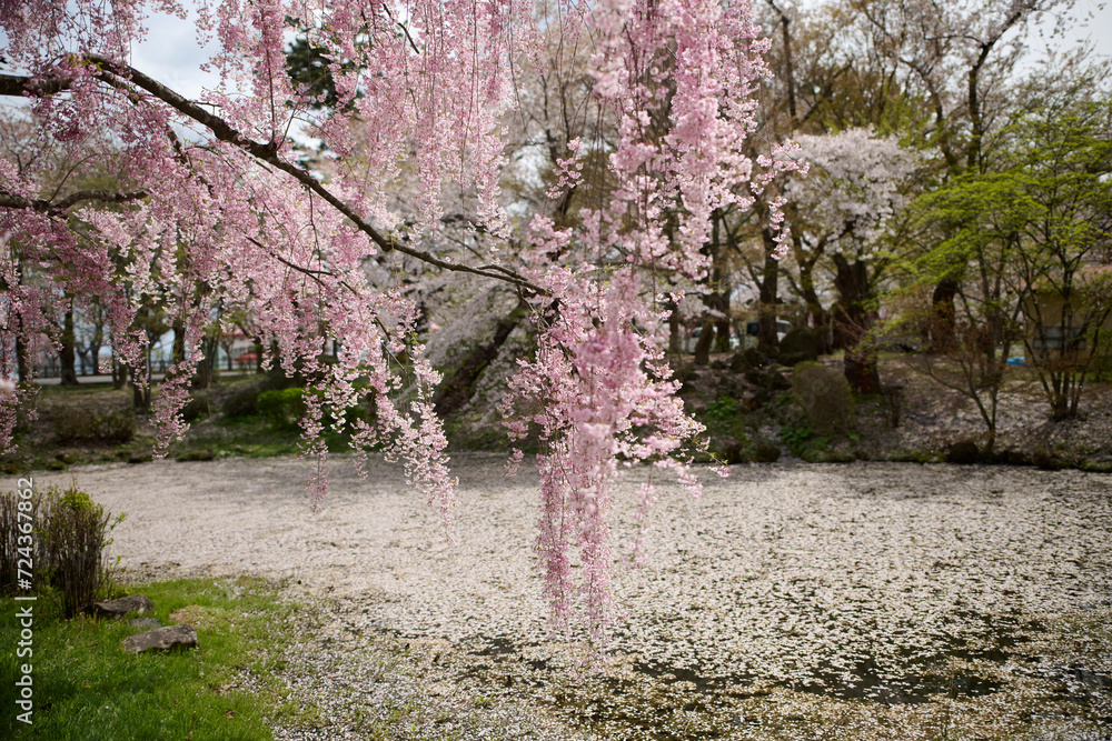 Naklejka premium 枝垂れ桜と花筏