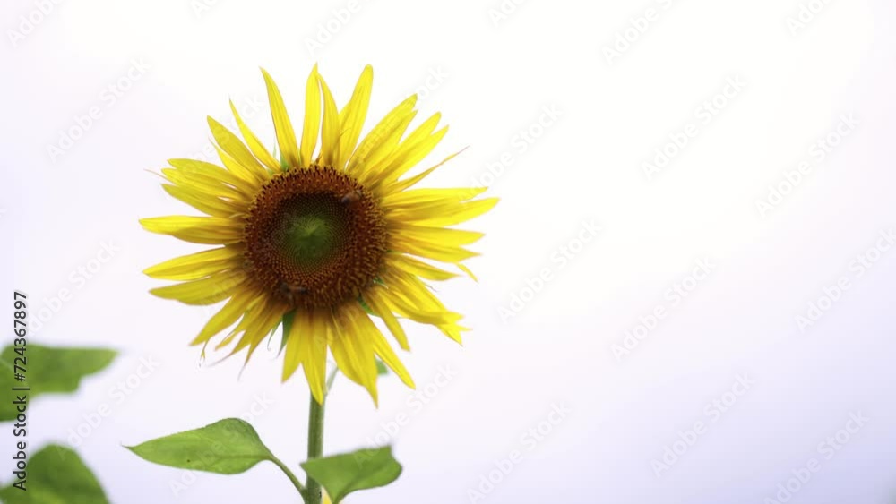Sunflower Blooming Time-Lapse Sunflower Blooming Time-Lapse