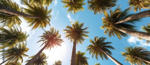 towering palm trees looking up at the Miami sky