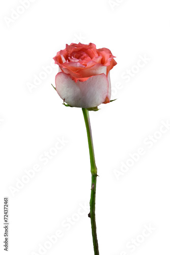 Isolated white and red rose flower on white background with cliping path