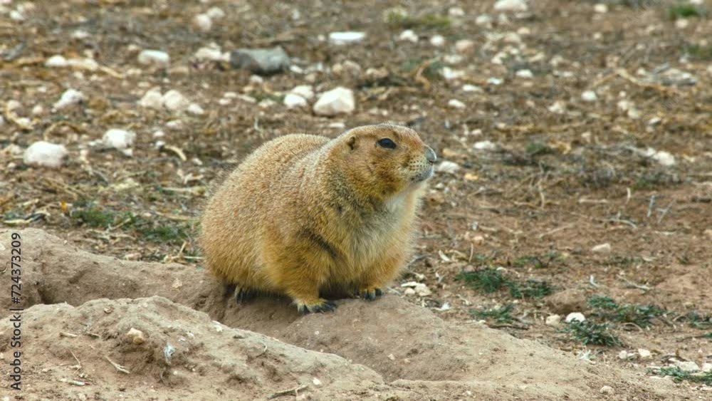 Prairie Dog in Lubbock Texas. 4K. January 2024. Prairie Dog in Lubbock Texas. 4K. January 2024.