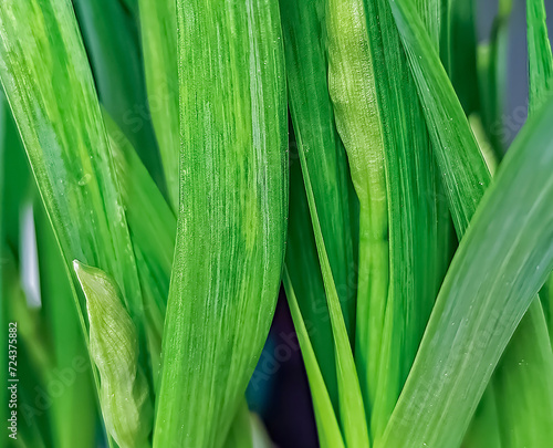 Close-up of the green leaves and flower buds of a daffodil.