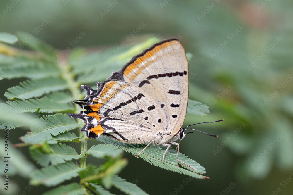 Fototapeta premium Australian Common Imperial Blue Butterfly resting on wattle tree branch