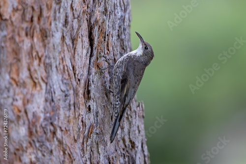 Australian White-throated Treecreeper hunting for invertebrates beneath tree bark