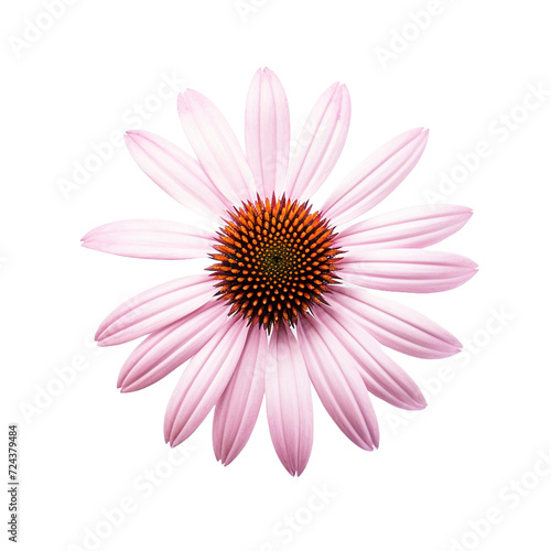 Echinacea flower isolated on transparent background