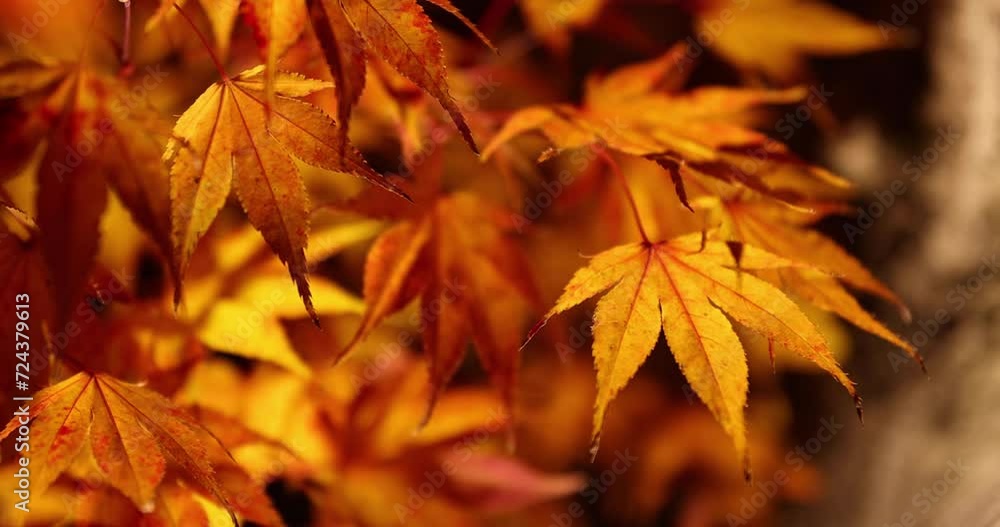 An illuminated yellow leaves at the traditional garden at night in autumn close up An illuminated yellow leaves at the traditional garden at night in autumn close up