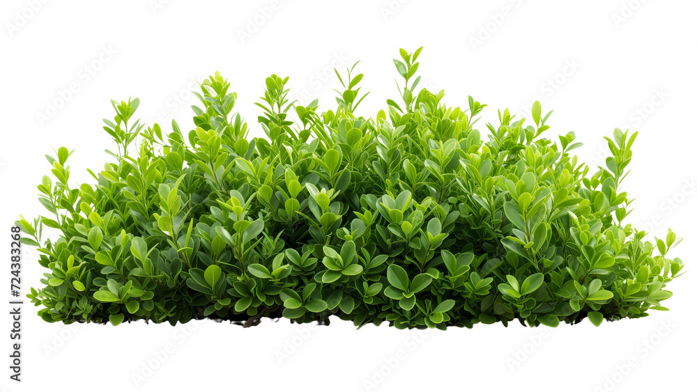 Isolated shrub on a crisp white background, perfect for graphic design projects. High-quality PNG file for versatile use. Isolated shrub on a crisp white background, perfect for graphic design projects. High-quality PNG file for versatile use.