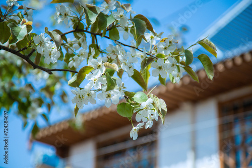 Shichuan Ancient Pear Garden, Gaolan County, Lanzhou City, Gansu Province - Close-up of white pear blossoms