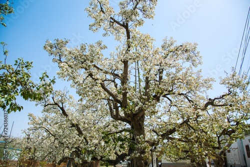 Shichuan Ancient Pear Garden, Gaolan County, Lanzhou City, Gansu Province - Close-up of white pear blossoms photo